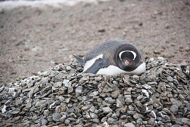 Atlus新作RPG《圣兽之王》发售日更新 追加新难度设定