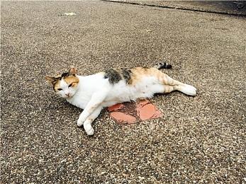 《使命召唤®：黑色行动6™》与《使命召唤®：战争地带™》第5赛季即将发布！